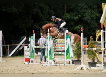 German Riding Pony, Gelding, 6 years, 14.2 hh, Chestnut-Red