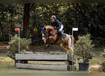 German Riding Pony, Gelding, 6 years, 14.2 hh, Chestnut-Red