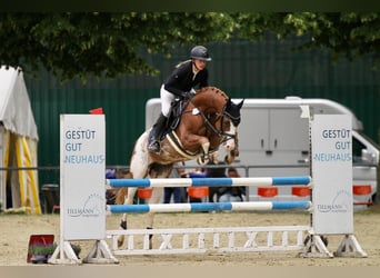 German Riding Pony, Gelding, 6 years, 14.2 hh, Chestnut-Red