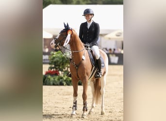 German Riding Pony, Gelding, 6 years, 14.2 hh, Chestnut-Red