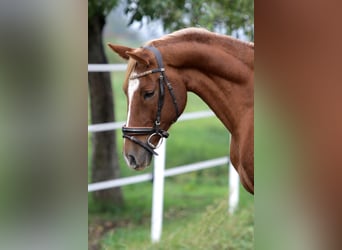 German Riding Pony, Gelding, 6 years, 14,2 hh, Chestnut-Red