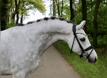 German Riding Pony, Gelding, 6 years, 14.2 hh, Gray