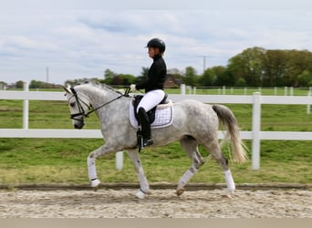 German Riding Pony, Gelding, 6 years, 14.2 hh, Gray