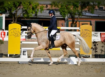 German Riding Pony, Gelding, 6 years, 14.2 hh, Palomino