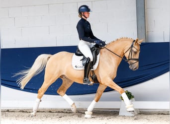 German Riding Pony, Gelding, 6 years, 14.2 hh, Palomino