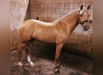 German Riding Pony, Gelding, 6 years, 14.2 hh, Palomino