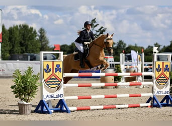 German Riding Pony, Gelding, 6 years, 14.2 hh, Palomino