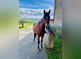 German Riding Pony, Gelding, 6 years, 14,2 hh, Rabicano