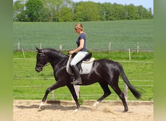 German Riding Pony, Gelding, 6 years, 14.3 hh, Black