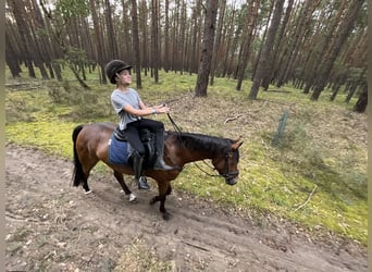 German Riding Pony, Gelding, 6 years, 14.3 hh, Brown