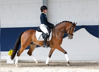 German Riding Pony, Gelding, 6 years, 14.3 hh, Brown