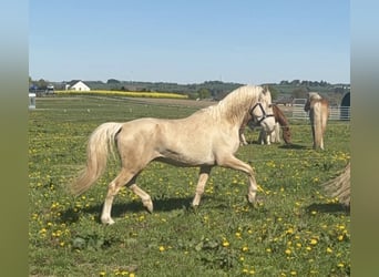 German Riding Pony, Gelding, 6 years, 14.3 hh, Palomino