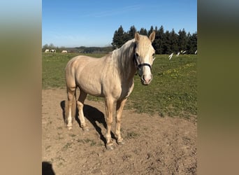 German Riding Pony, Gelding, 6 years, 14.3 hh, Palomino