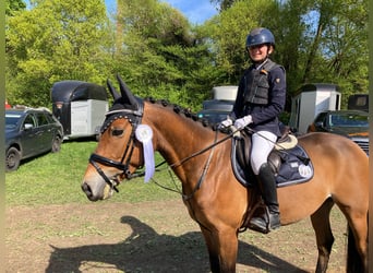 German Riding Pony, Gelding, 6 years, 14 hh, Brown-Light