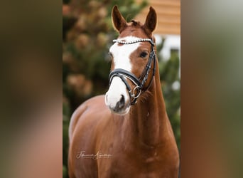 German Riding Pony, Gelding, 6 years, 14 hh, Chestnut-Red