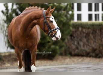 German Riding Pony, Gelding, 6 years, 14 hh, Chestnut-Red