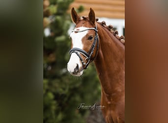 German Riding Pony, Gelding, 6 years, 14 hh, Chestnut-Red