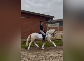 German Riding Pony, Gelding, 6 years, 14 hh, Palomino