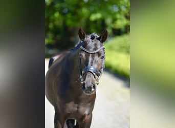 German Riding Pony, Gelding, 6 years, 14,1 hh, Black