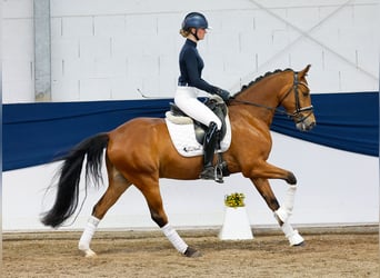 German Riding Pony, Gelding, 6 years, 14,1 hh, Brown