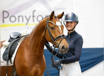 German Riding Pony, Gelding, 6 years, 14,1 hh, Brown