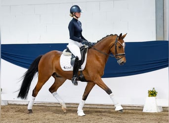 German Riding Pony, Gelding, 6 years, 14,1 hh, Brown
