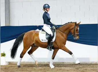 German Riding Pony, Gelding, 6 years, 14,1 hh, Brown