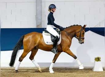 German Riding Pony, Gelding, 6 years, 14,1 hh, Brown