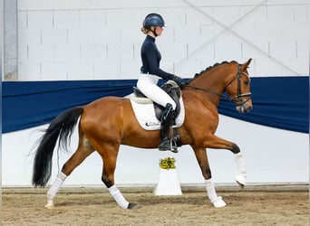 German Riding Pony, Gelding, 6 years, 14,1 hh, Brown