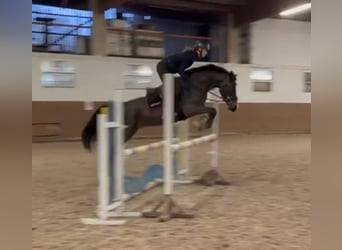 German Riding Pony, Gelding, 6 years, 14,1 hh, Brown