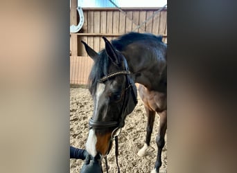 German Riding Pony, Gelding, 6 years, 14,1 hh, Brown