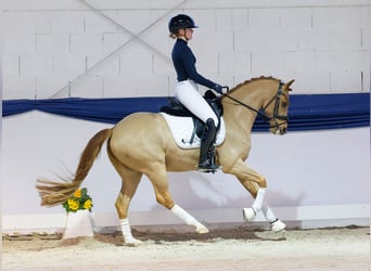 German Riding Pony, Gelding, 6 years, 14,1 hh, Chestnut