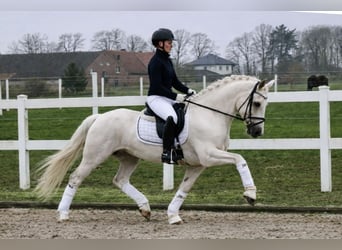 German Riding Pony, Gelding, 6 years, 14,1 hh, Palomino
