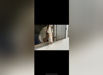 German Riding Pony, Gelding, 6 years, 14,1 hh, Pinto