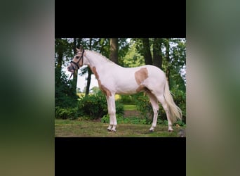German Riding Pony, Gelding, 6 years, 14,1 hh, Pinto