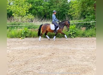 German Riding Pony, Gelding, 6 years, 14,2 hh, Bay-Dark