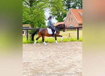 German Riding Pony, Gelding, 6 years, 14,2 hh, Bay-Dark