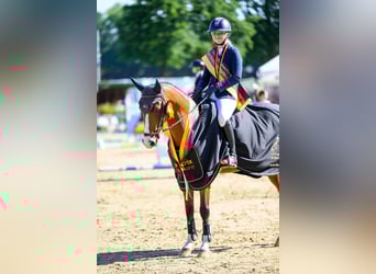 German Riding Pony, Gelding, 6 years, 14,2 hh, Brown