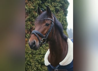 German Riding Pony, Gelding, 6 years, 14,2 hh, Brown