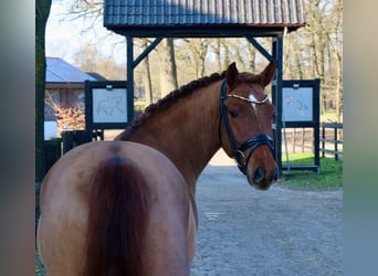 German Riding Pony, Gelding, 6 years, 14,2 hh, Chestnut-Red