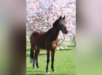 German Riding Pony, Gelding, 6 years, 15.1 hh, Brown