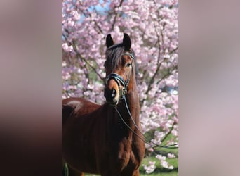German Riding Pony, Gelding, 6 years, 15.1 hh, Brown