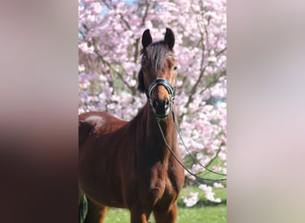 German Riding Pony, Gelding, 6 years, 15.1 hh, Brown