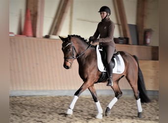 German Riding Pony, Gelding, 6 years, 15.1 hh, Brown