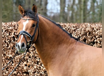 German Riding Pony, Gelding, 6 years, 15,1 hh, Dun