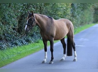 German Riding Pony, Gelding, 6 years, 15.1 hh, Dun