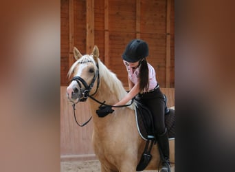 German Riding Pony, Gelding, 6 years, 15.1 hh, Palomino