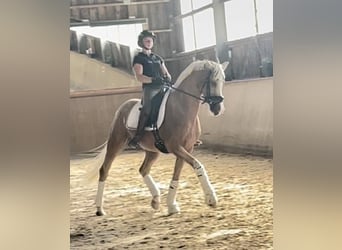German Riding Pony, Gelding, 6 years, 15.1 hh, Palomino