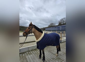 German Riding Pony, Gelding, 6 years, 15.2 hh, Dun