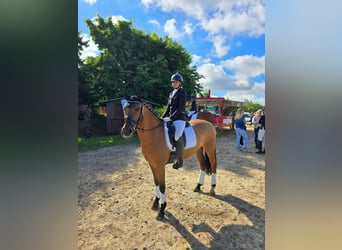 German Riding Pony, Gelding, 6 years, 15.2 hh, Dun